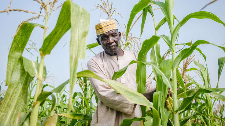 Shaibu Mohammed stands amongst his corn fields.